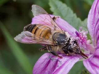 Supplied Editorial Australian Gold-tipped Leaf-cutter bee, one of thousands of Australian native bees that are much le