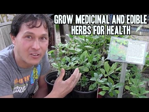 Grow Medicinal and Edible Herbs in Your Garden