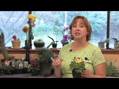 Flower Gardening Tips : How to Grow Pansy/Viola (Viola)