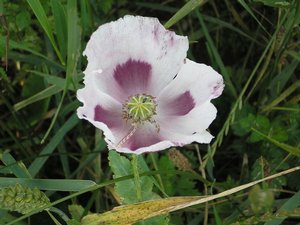 Opium poppy - Drugs