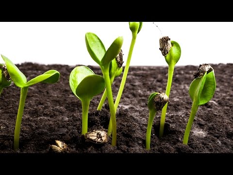 Sunflower Seeds Germination and Growth Time Lapse