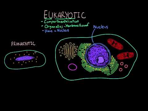 Characteristics of eukaryotic cells