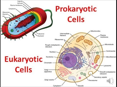 Prokaryotes vs. Eukaryotes