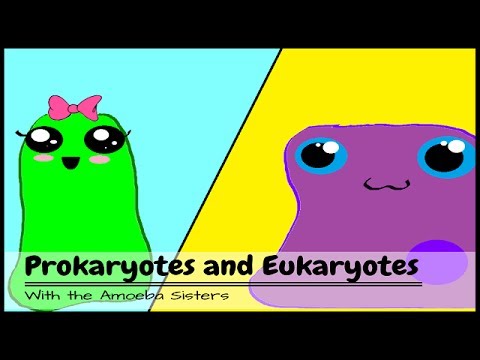 Prokaryotes and Eukaryotes