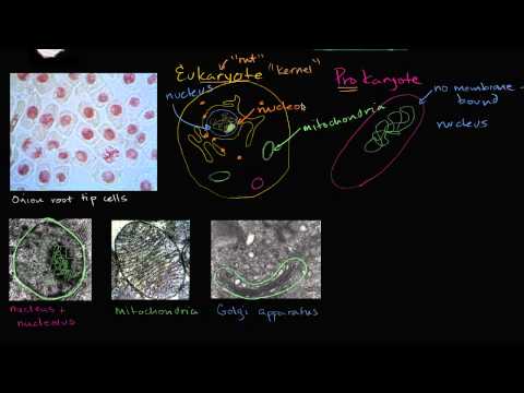 Prokaryotic and eukaryotic cells | Biology | Khan Academy