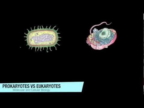 Prokaryotes vs Eukaryotes