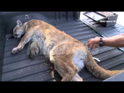 A large mountain lion is captured after wandering around Glendale, California.