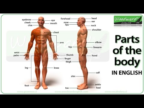 Parts of the body in English