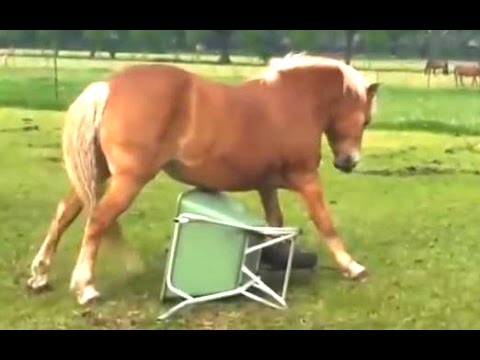 Funny Horse Videos Compilation 2014 [NEW]