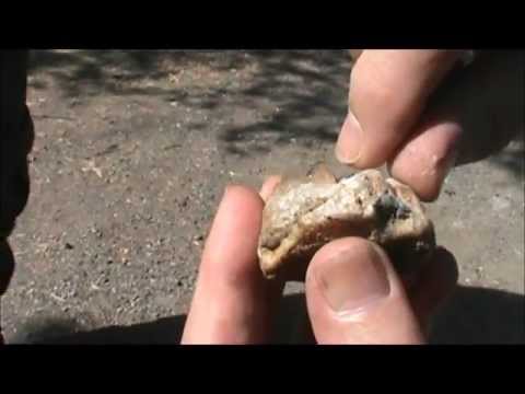 Metal Detecting in 49er Gold Country