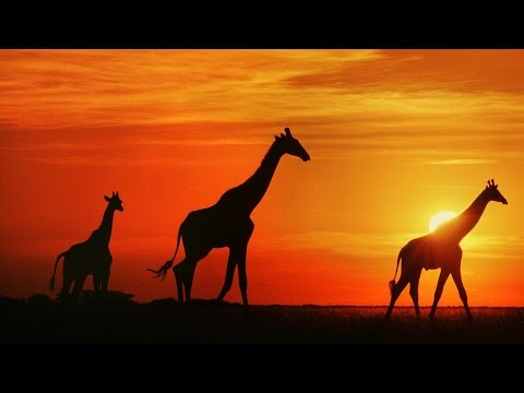 1 Hour of African Music Instrumental