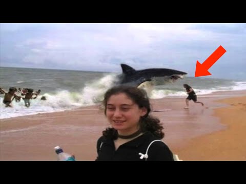 Top 15 Craziest Animal Attacks