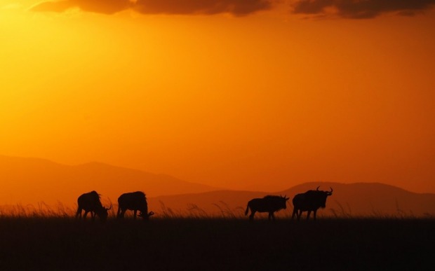Wildebeeste silhouetted at sunset in the Masai Mara game reserve in Kenya. They are probably the most common animal in ...
