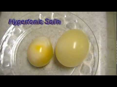 Egg Osmosis (Hypertonic vs. Hypotonic Solution)