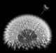 Dandelion seeds, 3d generated, black background. Fibonacci sequence and golden ratio experiments.
