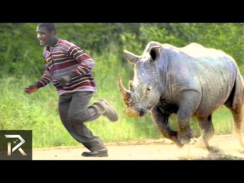 10 Crazy Animal Safari Incidents!