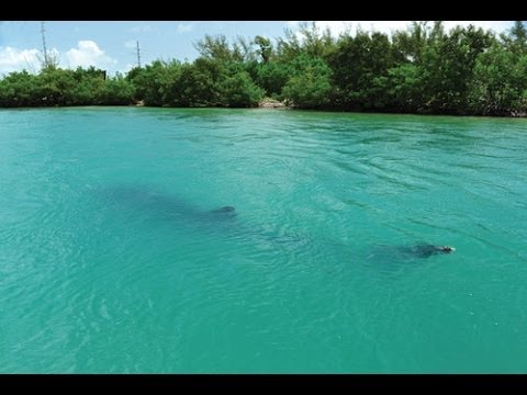 9 Ft Shark Eaten by Unknown Sea Creature