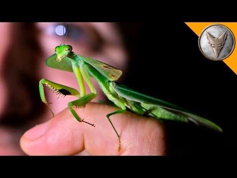 Incredible Leaf Mantis!