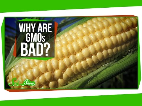 Why are GMOs Bad?