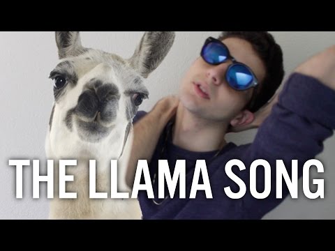 THE LLAMA SONG