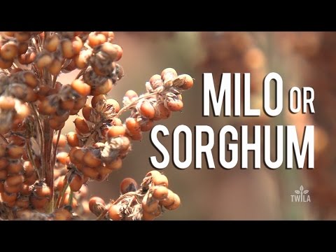 Ag Minute — What is Sorghum?