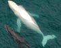 Tourism Events Queensland shared this photo of Migaloo near Lady Elliott Island.