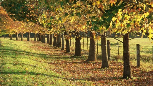 Autumn turns the trees golden in Macarthur.