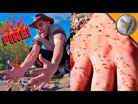 FIRE ANT ATTACK!