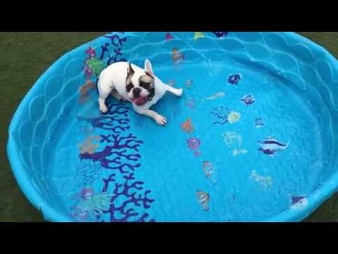 French bulldogs don't need water to swim