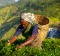 Tea-pickers in Sri Lanka.