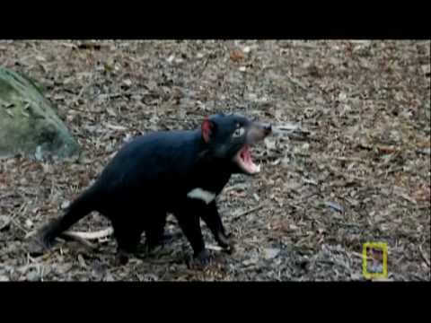 Bite of the Tasmanian Devil