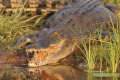 Kakadu National Park is home to many saltwater crocodiles.