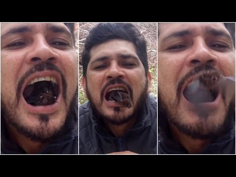 Man stuffs vampire bats into his mouth! Here's why