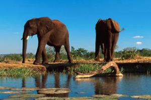 African Bush Elephants (