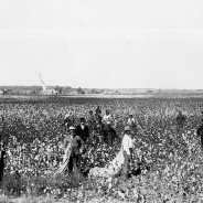 Blacks picking cotton in the U.S. in 1897