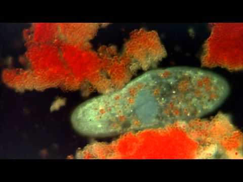 Introduction to the Protists