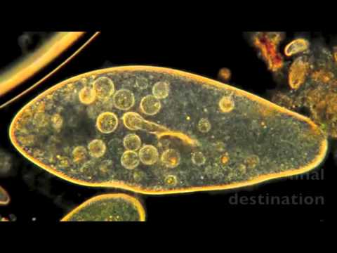 Protist Rap (Fresh Prince Parody)