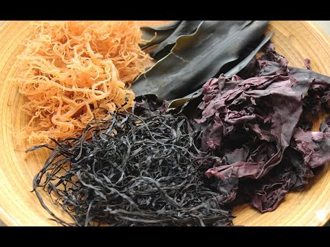 The Nutritional Benefits of Seaweed, The Ocean's Superfood