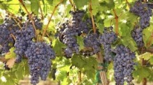 Sour grapes: Wines being misrepresented as organic and biodynamic, when they’re not, is becoming a major issue for ...