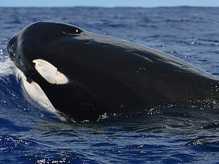 In this July 13, 2016 photo provided by the National Oceanic and Atmospheric Administration, killer whales swim off the coast of Maui, Hawaii. Researchers returning from a 30-day expedition to study whales and dolphins around the Hawaiian islands are looking for clues to help sustain healthy populations of the marine mammals. NOAA scientists told reporters Thursday, July 28, 2016 that gathering data on the animals is often difficult, especially around the windward coasts of the Hawaiian Islands. (NOAA via AP)