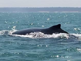 Humpback whales were seen swimming near Bathurst Island, Northern Territory.