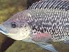 It’s critical to keep tilapia out of NT waters