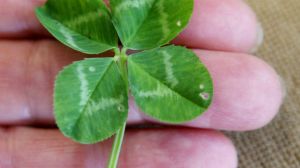 NEWS: Four Leaf Clover found by 8 yr old Jasper Coverdale at Glenfyne. 
111017LP26
PICTURE:LEANNE PICKETT