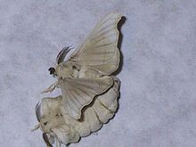 Pairedmoths.jpg