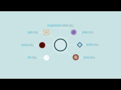 What are stem cells? - Craig A. Kohn