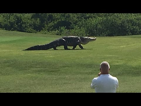 Giant Gator Walks Across Florida Golf Course