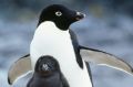 **Photo: iStock

Adult Adelie penguin (Pygoscelis adeliae) and chick standing in front on rocks.  the adult penguin has ...