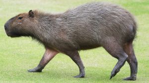 A capybara crosses a fairway during a practice round at the Olympic golf course.