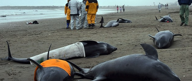 Dead stranded dolphins found near Fukushima with white radiated lungs