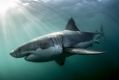 Shark sightings off WA's coast have nearly tripled compare to this time last year. 